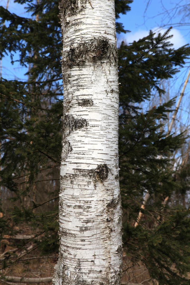 Ganz in Weiß: Charakteristisch für die Moor-Birke ist die papierdünne, bis zum Stammfuß reichende weiße Rinde. Foto: H.-J. Arndt