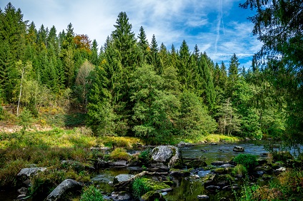 Gesunde Mischwälder sind meistens besser gerüstet für Extremwitterungsereignisse  Foto: AdobeStock