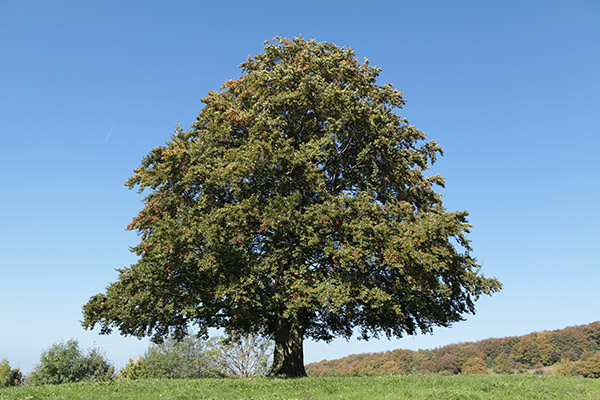 Die Buche (Fagus sylvatica) ist der Baum des Jahres 2022. Foto: Hans-Jürgen-Arndt