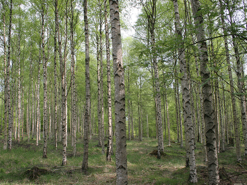 Moorbirkenwälder sind meist schwachwüchsig, schütter und artenarm. Foto: H.J. Arndt