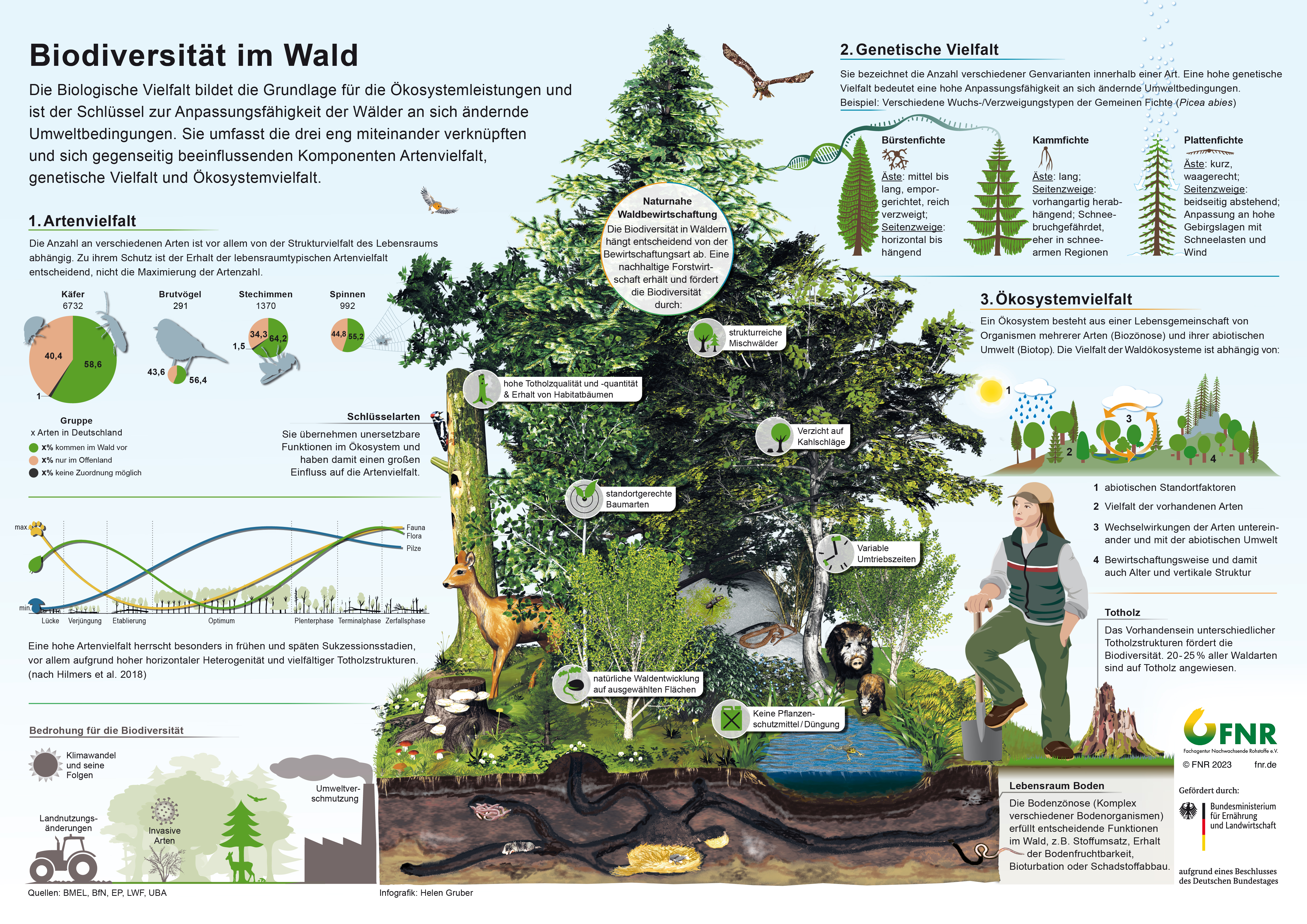 Die Infografik „Biodiversität im Wald“ stellt die Zusammenhänge der biologischen Vielfalt anschaulich dar. Quelle: FNR