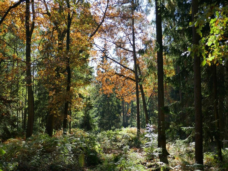 Strukturreiche Mischwälder bieten durch ihre horizontale und vertikale Heterogenität einer Vielzahl von Arten einen Lebensraum. Quelle: Marcus Kühling / FNR