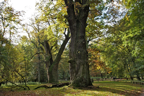 1000-jährigen Eichen im Ivenacker Tiergarten wurden 2016 zum ersten Nationalen Naturmonument Deutschlands ernannt. Quelle: Landesforst MV