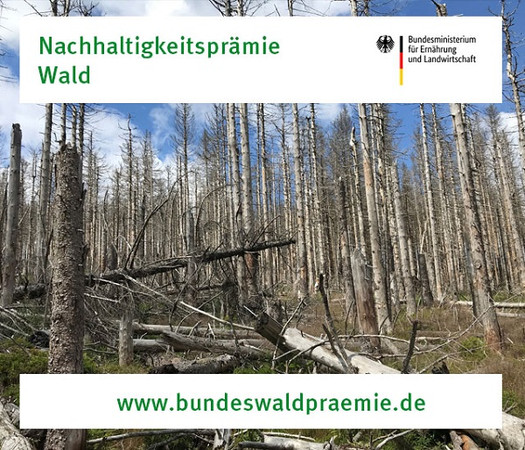 Nachhaltigkeitsprämie Wald - Link zum Programm