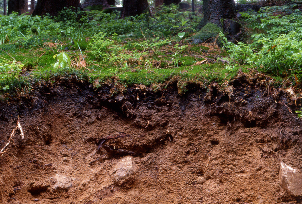 Der Boden ist die Grundlage des ober- und unterirdischen Lebens im Ökosystem Wald und damit vieler ökologischer Funktionen. Foto: Dr. Otto Ehrmann