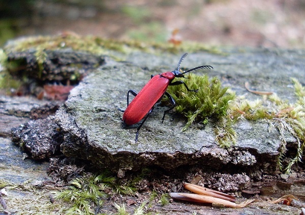 Der Scharlachrote Feuerkäfer (Pyrochroa coccinea) verdankt seinen Namen seiner auffälligen Rotfärbung. Er lebt auf Totholz in Wäldern. Foto: Wildermann/FNR