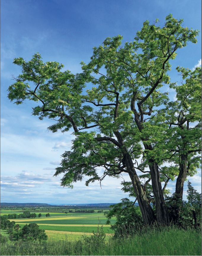 Die Gewöhnliche Robinie wurde zum Baum des Jahres 2020 ausgerufen. Foto: A. Roloff / Dr. Silvius Wodarz Stiftung Baum des Jahres; www.baum-des-jahres.de
