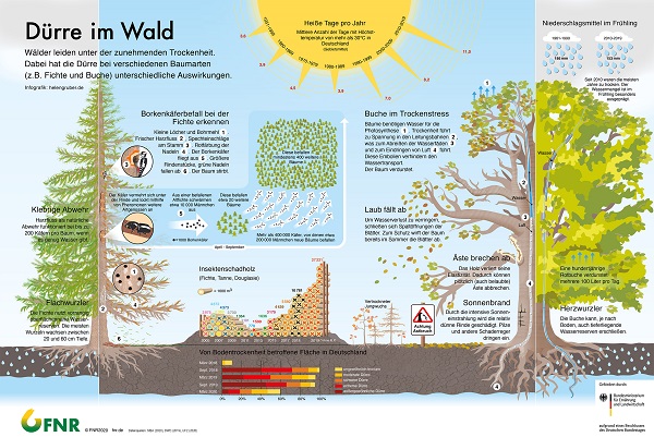 Die FNR-Infografik „Dürre im Wald“ zeigt Ausmaß und Entwicklung der Dürre sowie die Folgen der Trockenheit exemplarisch an Fichte und Buche. (Download unter mediathek.fnr.de) Quelle: FNR 2020