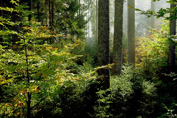 Unter dem Motto „Für eine vitale Zukunft unserer Wälder“ wurden auf dem Waldgipfel vergangenen September verschiedene Maßnahmen auf den Weg gebracht. Wie sich deren Wirkung gestaltet, darüber diskutieren nun Experten und Interessierte auf dem IGW-Walddialog. Foto: BMEL/Norbert Riehl