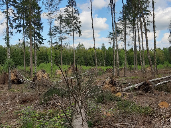 Windwurffläche im sächsischen Zellwald. Private und kommunale Waldbesitzer können zur Aufarbeitung ihrer Schadflächen Unterstützung über die Bundeswaldprämie beantragen. Foto: FNR/M. Plothe