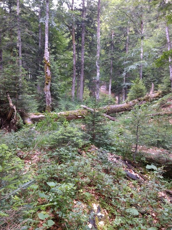 Naturverjüngung und Totholz verschiedenster Zersetzungsstadien. Aufgenommen in der Langen Au östlich von Wildbad Kreuth, 2018. Foto: Olleck, Michelangelo