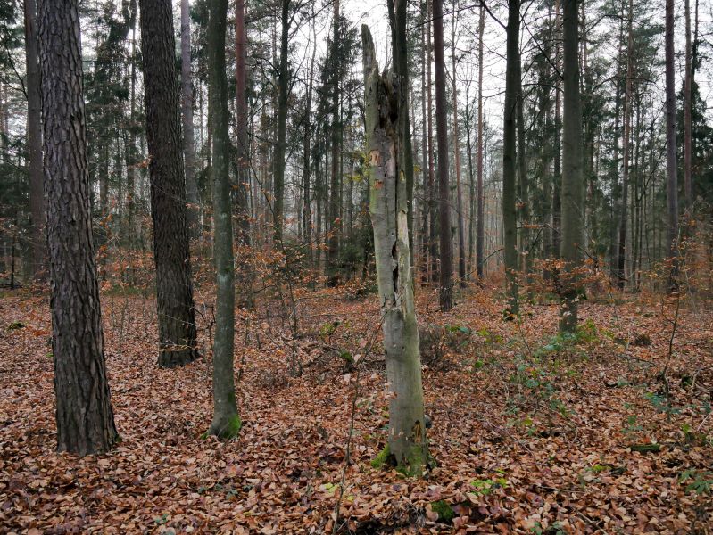 Stehendes Totholz trägt zur Ökosystemstabilität bei. Foto: Ansgar Leonhardt 