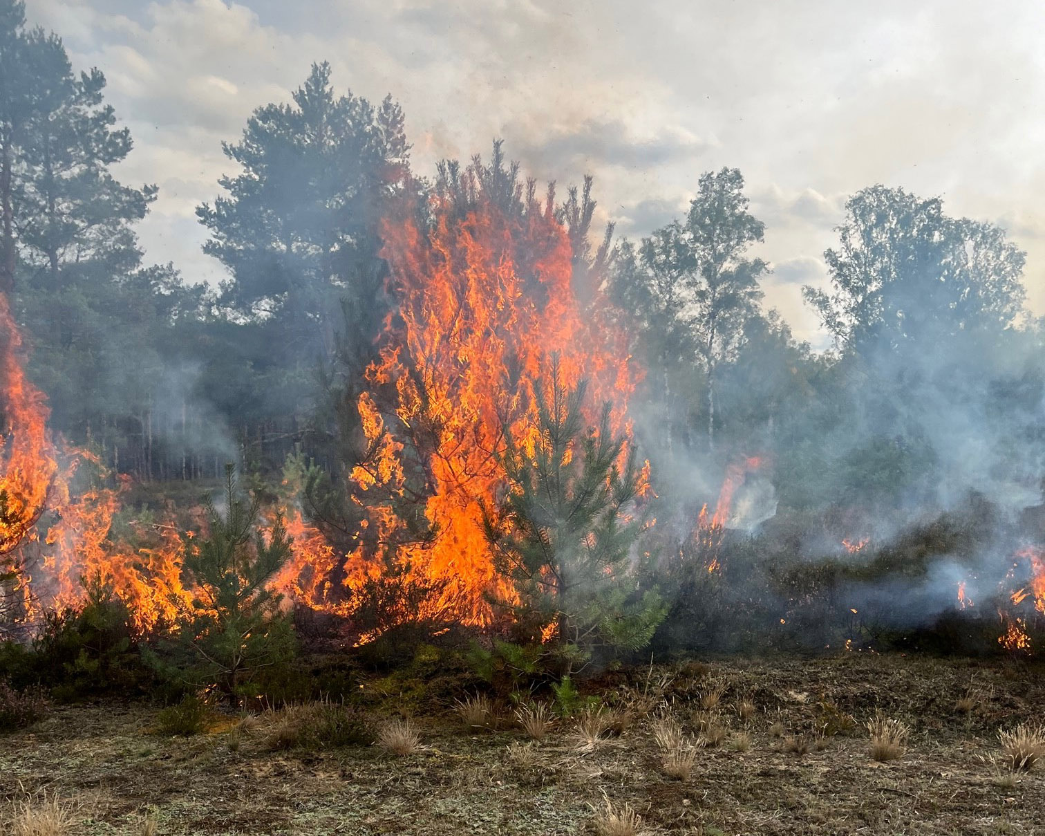 Feuer auf einer Demonstrationsfläche im niedersächsischen Gartow. Beteiligte aus dem Waldklimafonds-Projekt WKR gaben hier Ende September 2022 Einblick in das integrierte Waldbrandmanagement. Quelle: FNR/M. Plothe